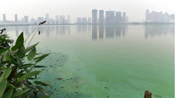 熱點(diǎn)追蹤丨長江流域藍(lán)藻水華暴發(fā):從富營養(yǎng)化到快速檢測(cè)的全面透視